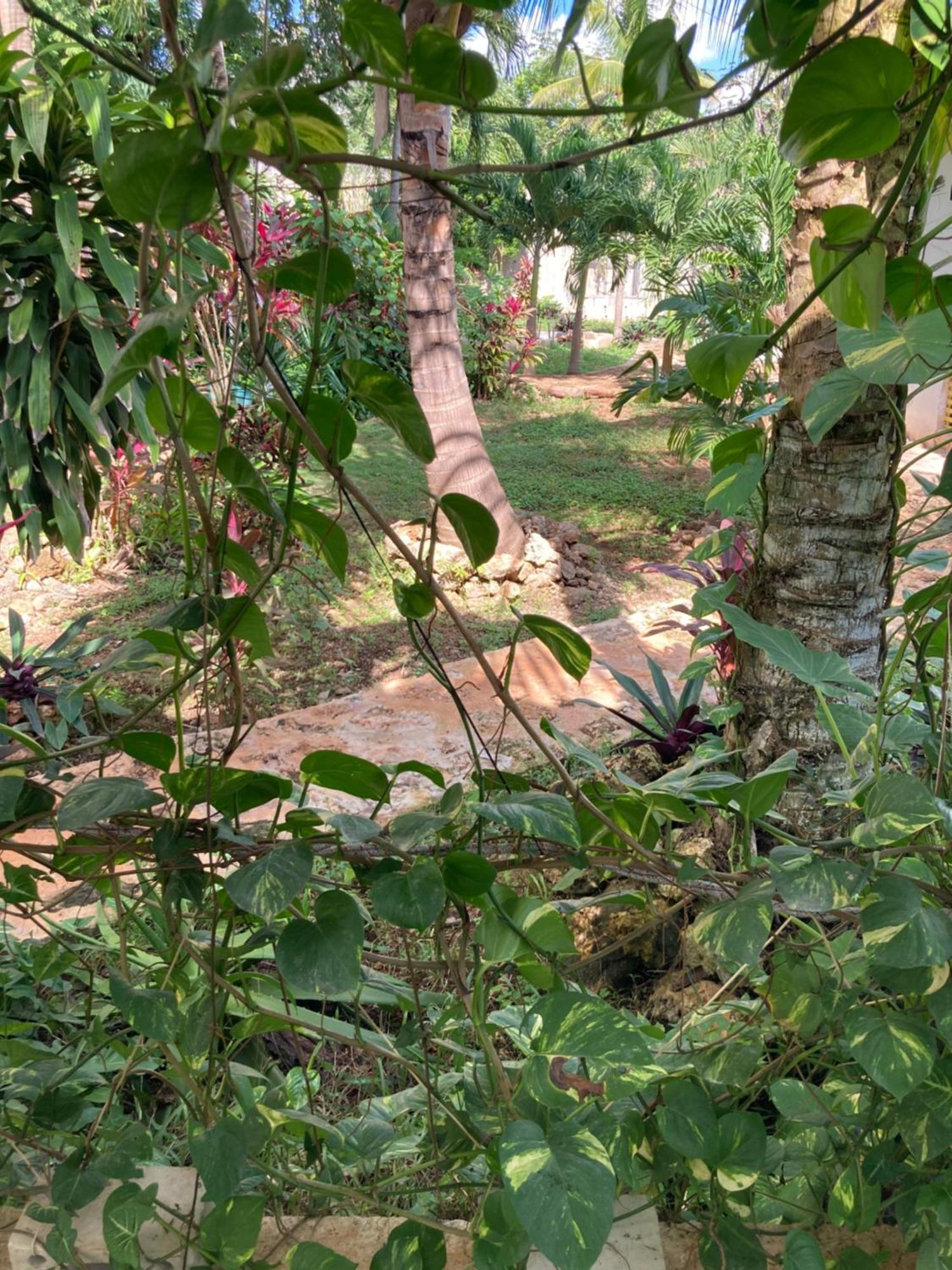 Green Paradise Leona Vicario Extérieur photo