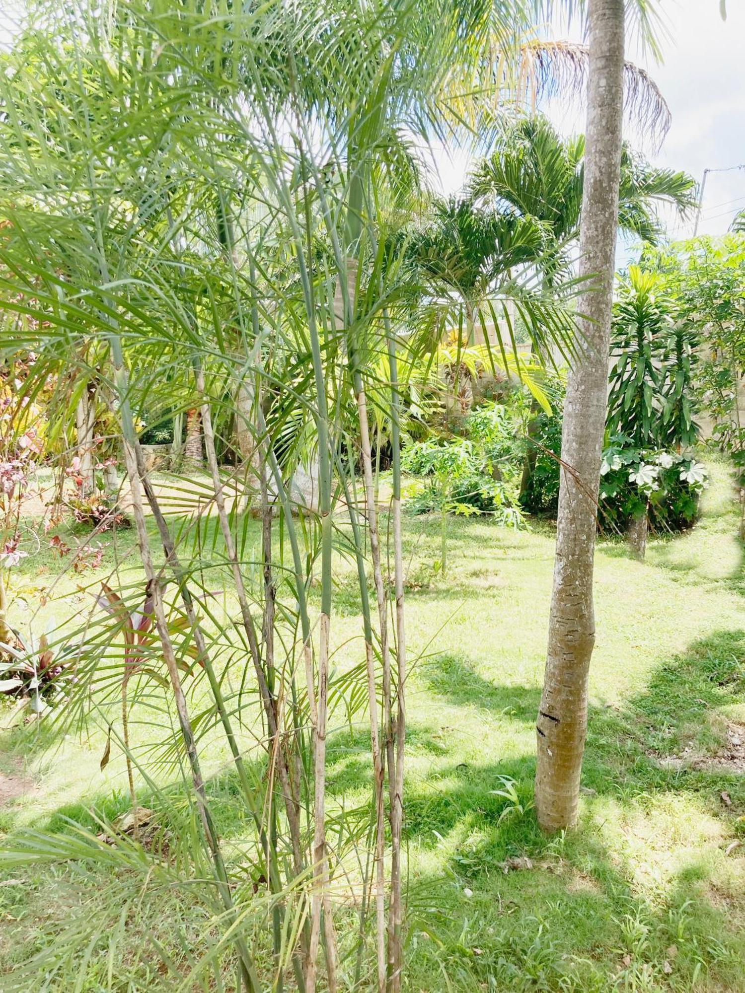 Green Paradise Leona Vicario Extérieur photo