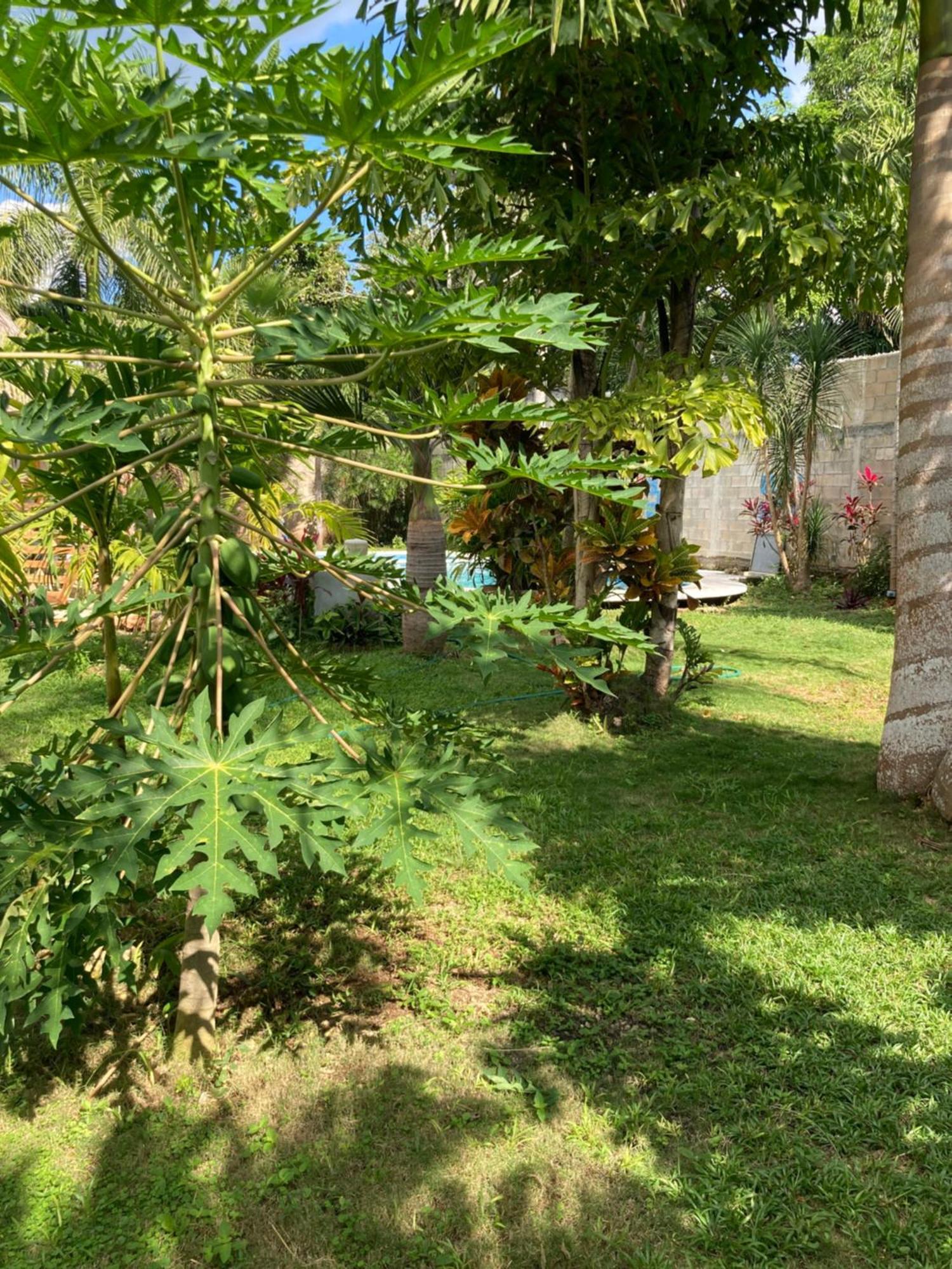 Green Paradise Leona Vicario Extérieur photo